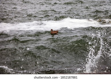 Lake Mendota And A Duck 