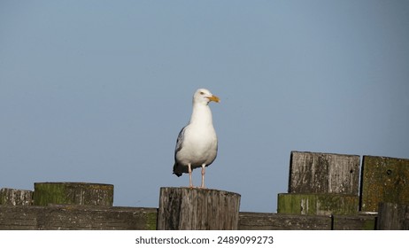 Lake Michigan Seagull on Wooden Fence Post - Powered by Shutterstock