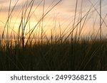 Lake Michigan sunset up close of beach grass