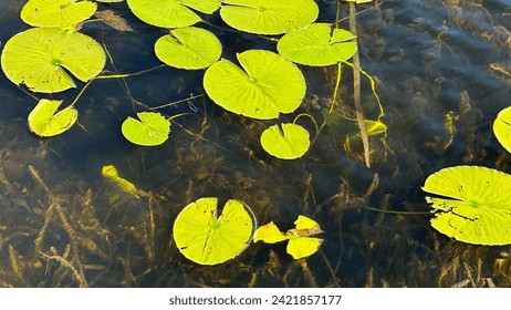 Lake Miona lily pads in the fresh water