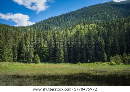 Lake in the mountains. Coniferous forest  