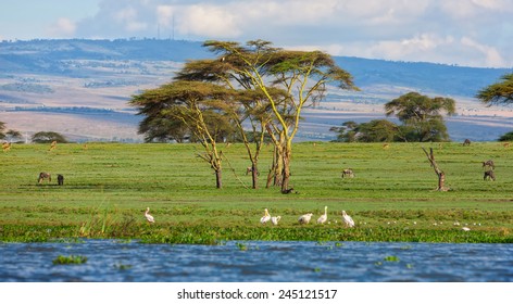 Lake Naivasha Kenya Africa Stock Photo 245121517 | Shutterstock