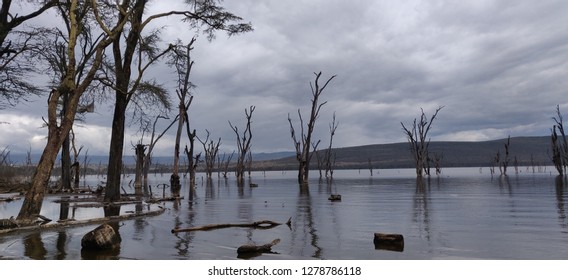 Lake Nakuru Flooded Forest