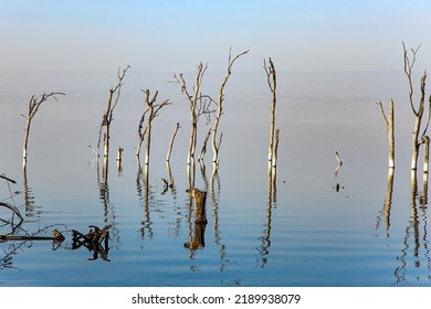 Lake Nakuru National Park in central Kenya in East Africa. Sunrise. Gentle sunlight illuminates the half-flooded trees. Journey to the exotic country of Kenya. East African Rift Valley