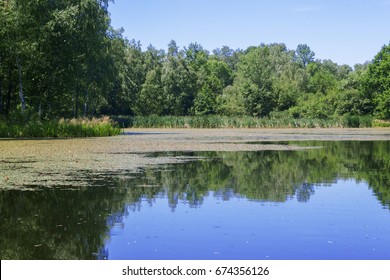 The lake near the forest. Plans of the arrowhead or duck potato and the broad-leaved pondweed on the water. - Shutterstock ID 674356126