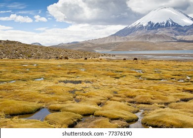 Chungará Lake And Parinacota Volcano, Lauca National Park, Chile