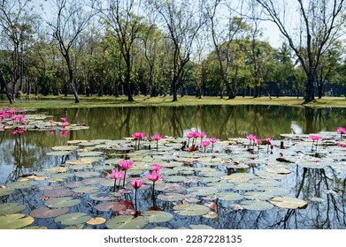 Lake pond with A Beautiful Blooming pink Lotus Water Lily Pad Flowers