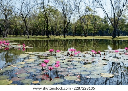 Lake pond with A Beautiful Blooming pink Lotus Water Lily Pad Flowers