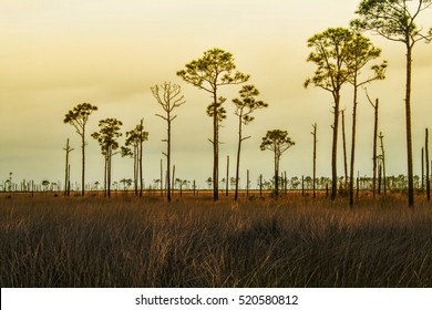 Lake Pontchartrain Katrina Hurricane Damaged Trees