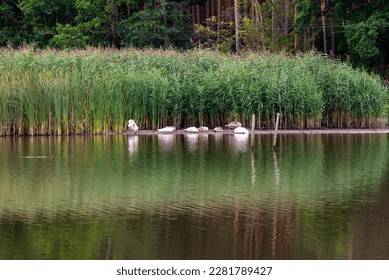 Lake Postne near the village of Barnówko, Natura 2000 - Shutterstock ID 2281789427