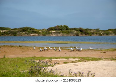 Lake Pujol Bird Protected Area In Valencia