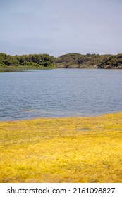 Lake Pujol Bird Protected Area In Valencia