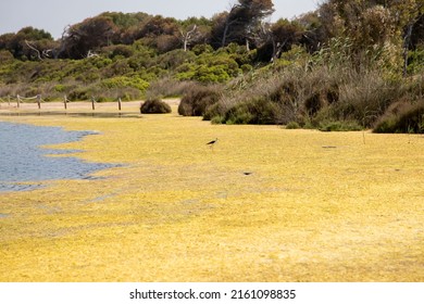 Lake Pujol Bird Protected Area In Valencia