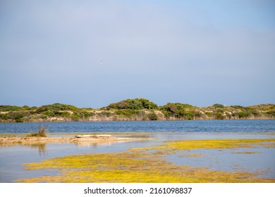 Lake Pujol Bird Protected Area In Valencia