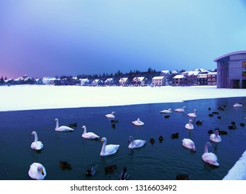 Tjörnin Lake In Reykjavik, Iceland