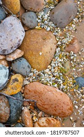 Lake Rocks With Washed Up Zebra Mussels 