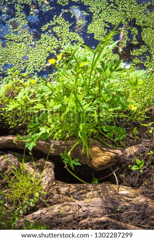 Lake root with grass