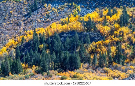 Lake Sabrina Foliage, Inyo County, Califonria