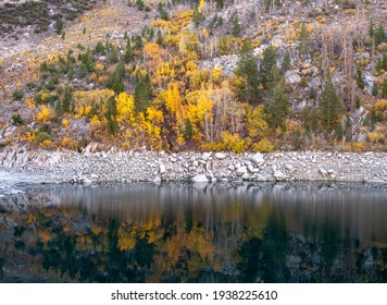 Lake Sabrina Foliage, Inyo County, Califonria