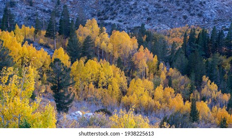 Lake Sabrina Foliage, Inyo County, Califonria