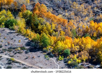 Lake Sabrina Foliage, Inyo County, Califonria