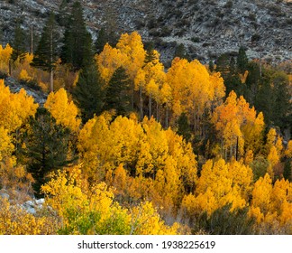 Lake Sabrina Foliage, Inyo County, Califonria