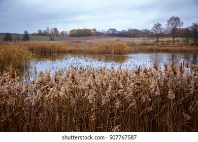 lake with sedge