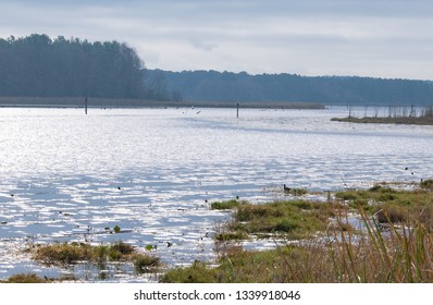 214 Lake seminole Stock Photos, Images & Photography | Shutterstock