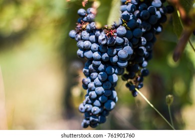 Lake Seneca Grapes