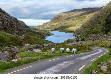 A lake, sheeps and the road of Gap of Dunloe, near Killarney national park, mountains of Kerry, Ireland - Shutterstock ID 2083860151