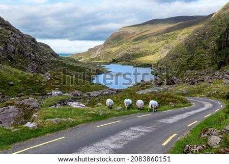A lake, sheeps and the road of Gap of Dunloe, near Killarney national park, mountains of Kerry, Ireland