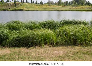 A Lake shore withe grass and meadow