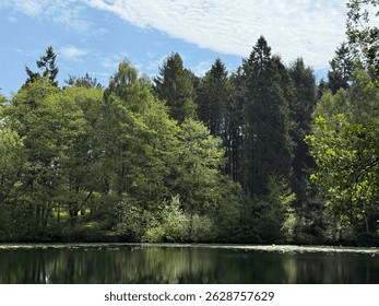 Lake side view of a forest