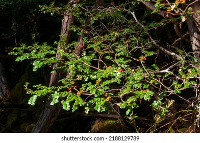 Lake St Clair Australia, Branch Of A Nothofagus Cunninghamii, Or Myrtle Beech In Forest
