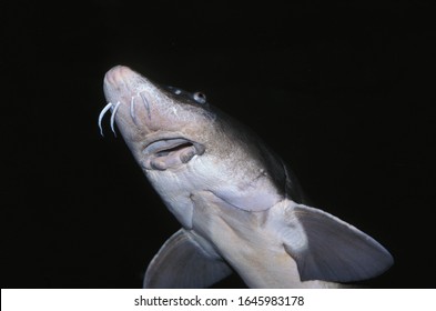 Lake Sturgeon, Acipenser Fulvescens, Adult  