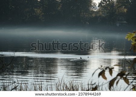 Lake surface with mist and two swimming ducks