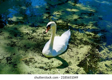 Lake Swan In Stanley Park Blackpool