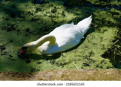 Lake Swan In Stanley Park Blackpool