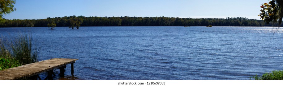 The Lake Talquin State Park and Forest with tall glorious pine trees and old oaks trees in Tallahassee, Florida