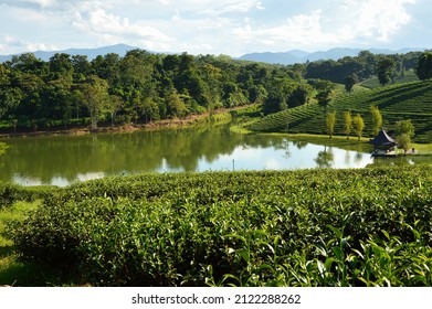 Lake At Tea Plantation In Chang Rai