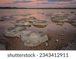 Lake Thetis - saline coastal lake in Western Australia near town Cervantes, on a Quaternary limestone pavement, living marine stromatolites, benthic microbial communities such algal mats.