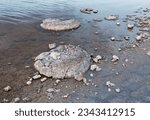 Lake Thetis - saline coastal lake in Western Australia near town Cervantes, on a Quaternary limestone pavement, living marine stromatolites, benthic microbial communities such algal mats.