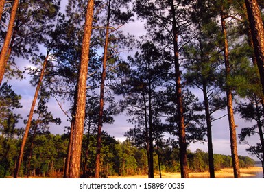 Lake Thurmond, Sumter National Forest, South Carolina, USA