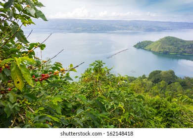 Lake Toba, Indonesia From Coffee Farm