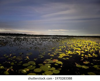 Lake Tohopekaliga At Night In Florida