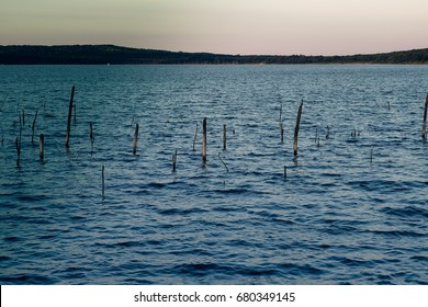 lake with tree branches
