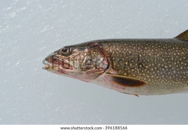 lake trout ice rod