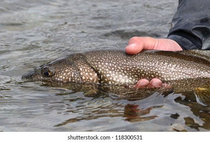 Lake Trout Salvelinus Namaycush