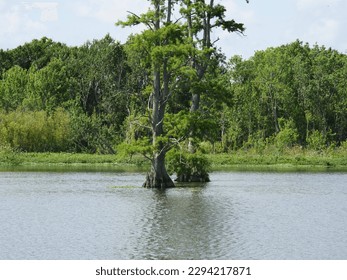 A lake with two trees 