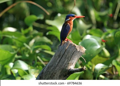 Lake Victoria - The Source Of The River Nile - Uganda - The Pearl Of Africa